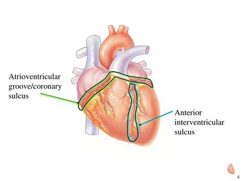 PPT - Circulatory System Heart Lab PowerPoint Presentation, free ...