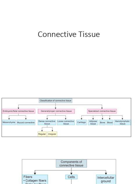 Connective Tissue Diagrams | PDF