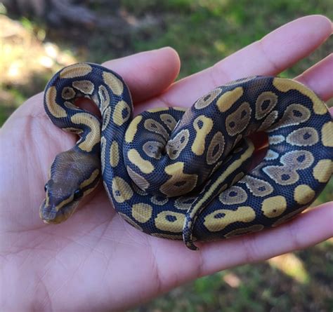 Wicked Wicked Reptiles Ball Python 的图像结果