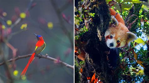 Pics Of Singalila National Park Are A Prompt For Nature's Lost Glory