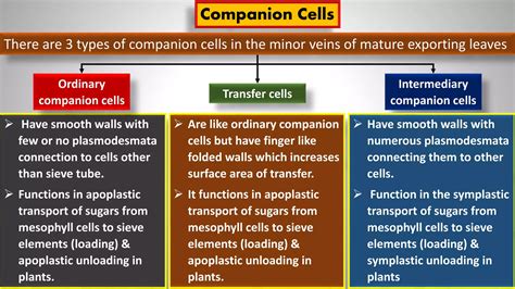 Phloem Loading a Level 的图像结果