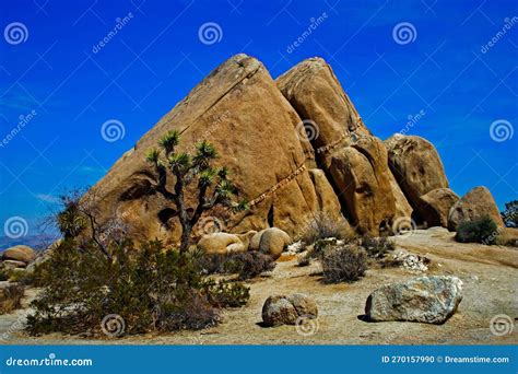 Big Rock on Dry Ground with Joshua Trees in the National Park, California Stock Photo - Image of ...