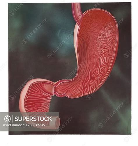 Image result for Duodenum Part