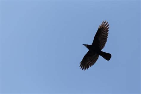 Image result for Crow Fly
