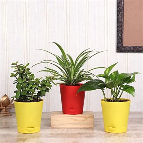 Guruji Plantation Combo of 3 Indoor Plants For Living Room Balcony Home ...