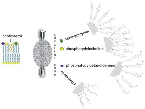 Selected Chromatographic Methods for Determining the Biological ...