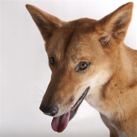Australian Wild Dog Dingo