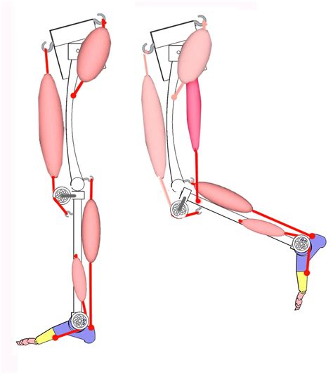 Hamstring Knee Flexion at Jack Moon blog
