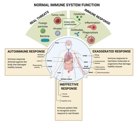 What is Immunology? – Beirne B. Carter Center for Immunology Research