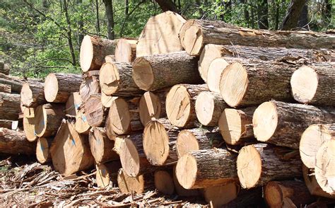 Image result for Wood Processing