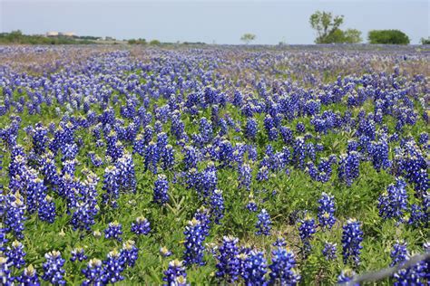 Our Kooky Life: The Texas State Flower - Bluebonnet