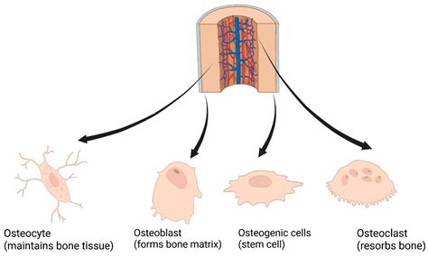 Bone Tissue Engineering: Scaffold Design Principles, Biomaterial ...