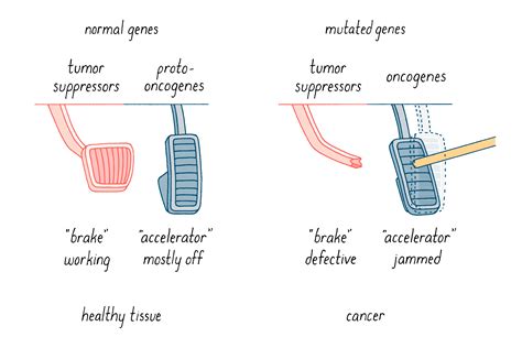 The Genetic Basis of Cancer | by J. Michael Bishop