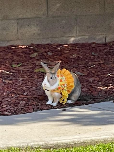 Do you or do you not feel bonita? : r/Rabbits