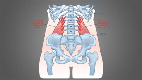 Quadratus Lumborum: 4 Exercises and 4 Stretches - Inspire US