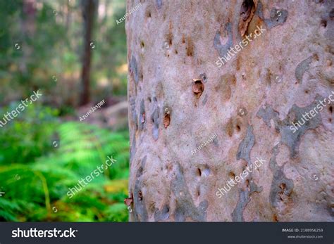 Image result for Eucalyptus Tree Trunk Rot