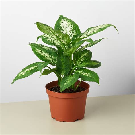 Dieffenbachia 'Tropic Snow' | Indoor Plant | Tropical Plant | Potted ...