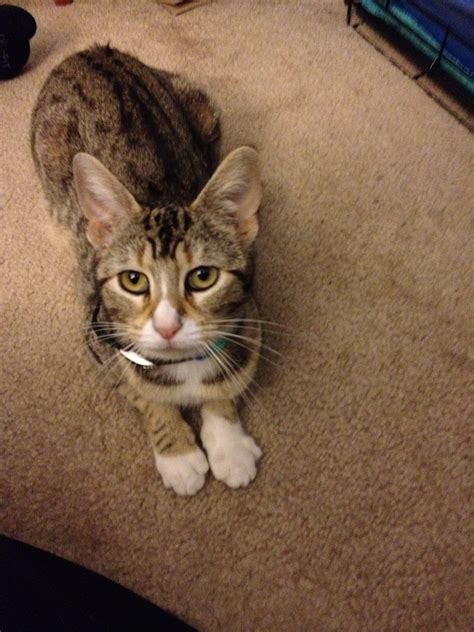 Image result for Clicker Training Cats