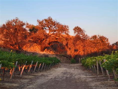 Gallery | Laguna Canyon Winery