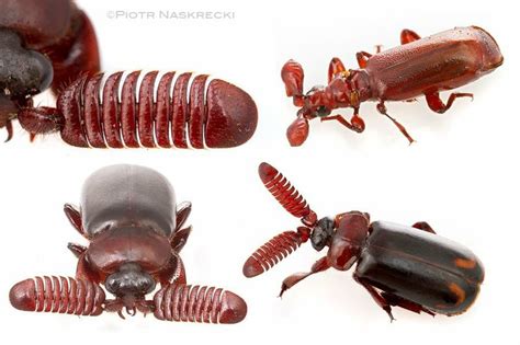 Insect 的图像结果