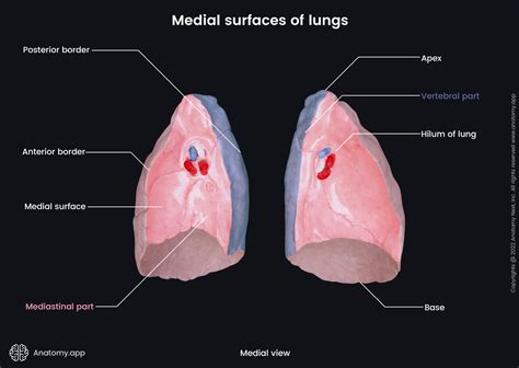 Lungs | Encyclopedia | Anatomy.app | Learn anatomy | 3D models ...
