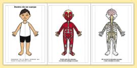 Músculos del cuerpo humano | Wiki | Twinkl - Twinkl