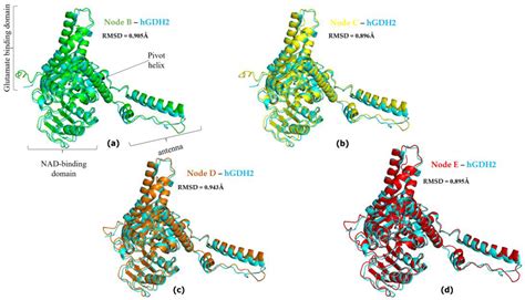 Structural Evolution of Primate Glutamate Dehydrogenase 2 as Revealed ...