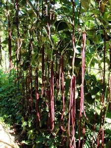 MaliaGarden Red Cowpea -Long Bean - Barbatti - Vigna unguiculata Seed ...