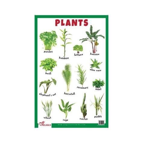 Plants - Thick Laminated Primary - CHART — pegasusforkids