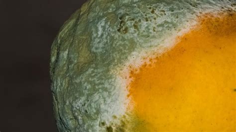 How do bacteria eat fungi? | Research Matters