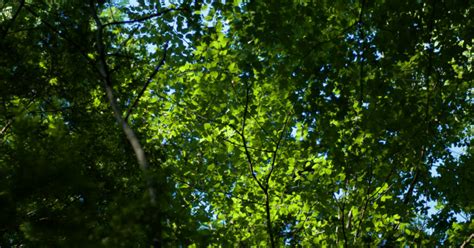 Image result for Spring Planting Program