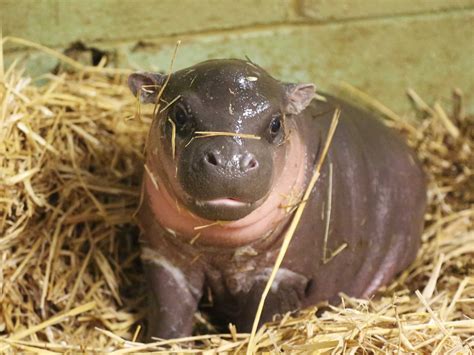 Endangered Pygmy Hippo Gives Birth - Business Insider