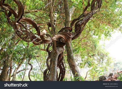 Image result for Interlinked Tree