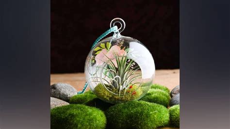 Fun facts about Air Plants you didn't know