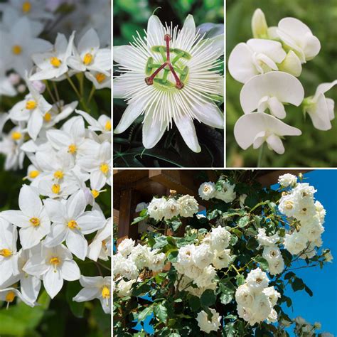 White Garden Climbing Plants Collection – Roots Plants