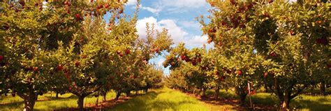 Home | Wright-Beard Funeral Home serving Cortland, New York