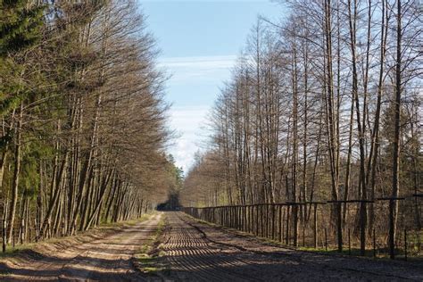 Train track trees Images - Free Download on Freepik
