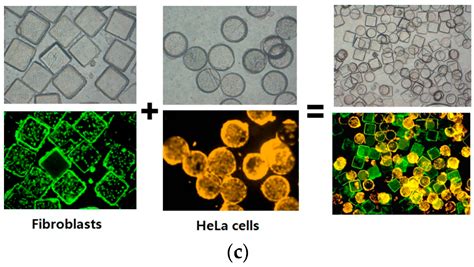 Image result for Cellular Microarray
