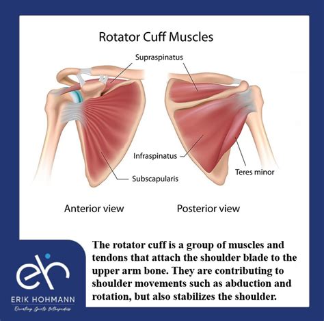 Image result for Rotator Cuff Muscle Actions