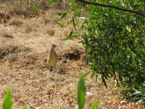 Lesser RoadRunner 的图像结果