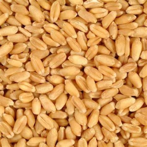 Buy Whole Wheat Godhumai online in Chennai at www.Pachaa.in