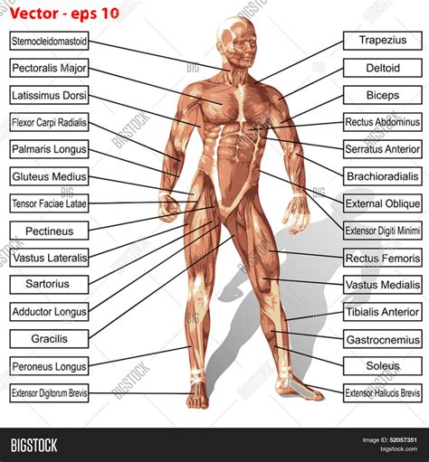 Male Human Body Parts