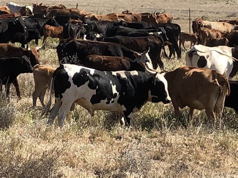 How Long Do Corriente Cows Live at Madeline Mair blog