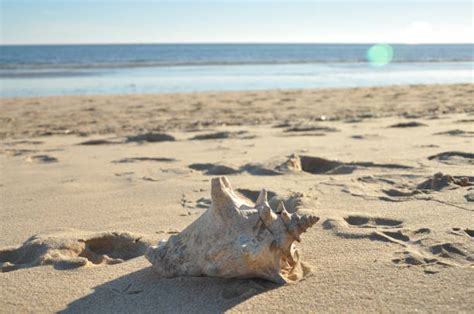 How to Do the Shell Monte 的图像结果