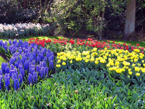 Premium Photo | Many blue, yellow, white, pink colorful flowers tulip ...