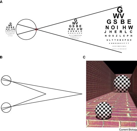Vision: When Does Looking Bigger Mean Seeing Better?: Current Biology