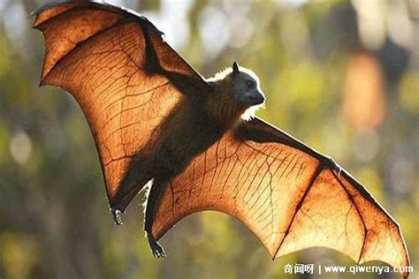 梦见蝙蝠飞到身上是什么意思预兆 - 原版周公解梦大全