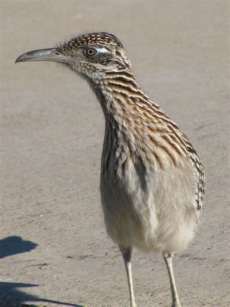 Road Runner Flying 的图像结果