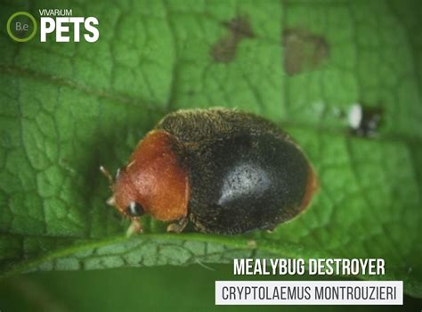 Cryptolaemus Montrouzieri: A Mealybug Destroyer Guide!