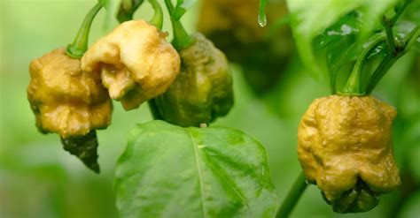 'Pepper X' Has Been Crowned World's Hottest Chili Pepper - Maxim